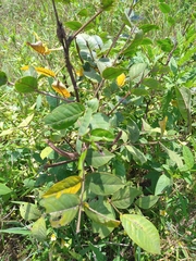 Senna occidentalis image