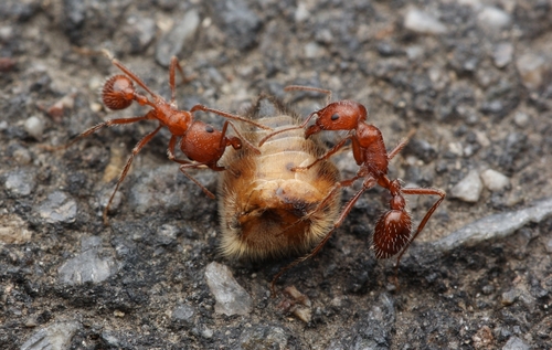 California harvester ant photo 5