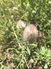 Trifolium arvense