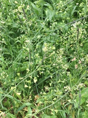 Capsella bursa-pastoris