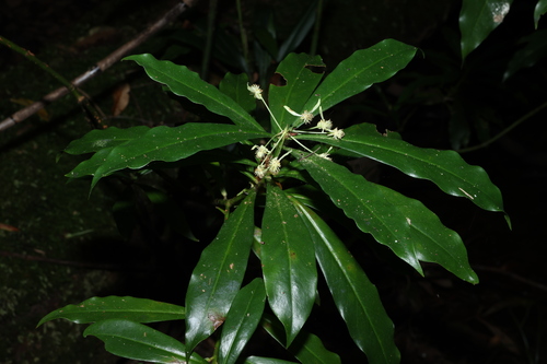 Image of Tasmannia insipida by (c) Greg Tasney, some rights reserved (CC BY-SA)