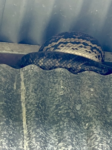 Australian Scrub Python sighting
