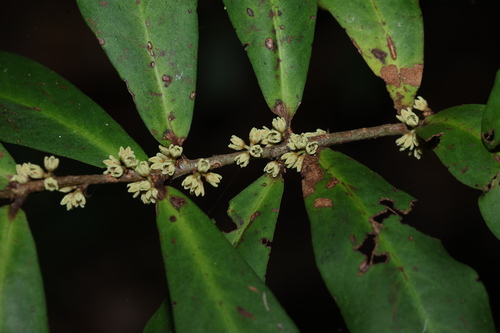 Image of Myrsine subsessilis by (c) Greg Tasney, some rights reserved (CC BY-SA)