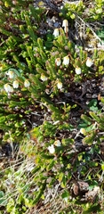 Cassiope tetragona tetragona