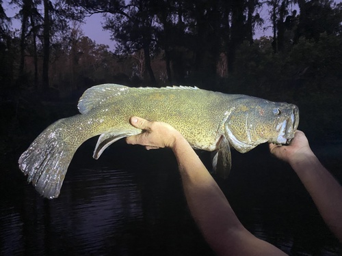 Mary River cod (Maccullochella mariensis) — Percichthyidae — 3