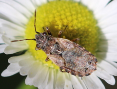 Nithecus jacobaeae