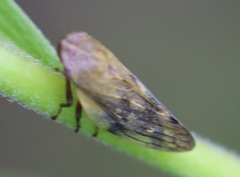 Omalophora pectoralis