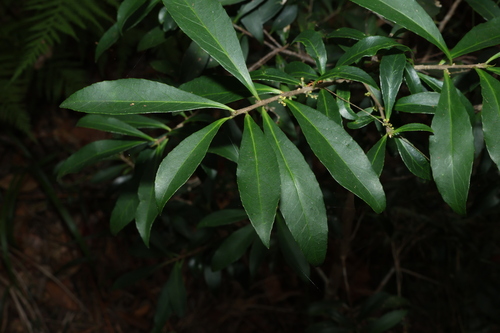 Symplocos harroldii (Symplocos harroldii)