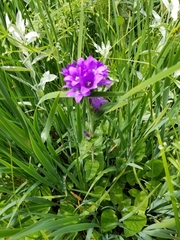 Campanula glomerata