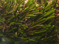 Caulerpa brownii