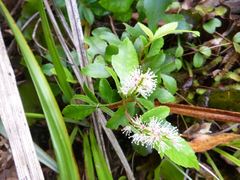 Pterophylla sylvicola