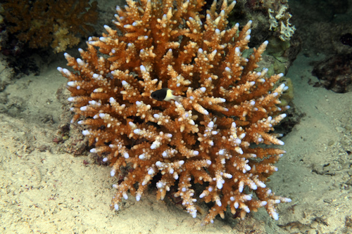 Acropora squarrosa observed 2024-08-30