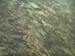 Pseudocaranx