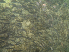 Pseudocaranx
