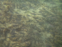 Pseudocaranx