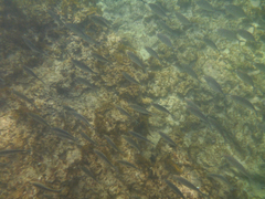 Pseudocaranx