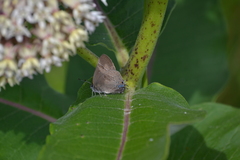 Satyrium caryaevorus