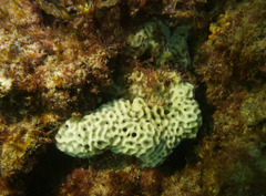 Holopsamma