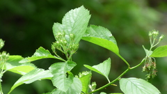 Crataegus macracantha