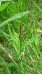 Carex pellita