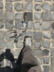 Columba livia domestica