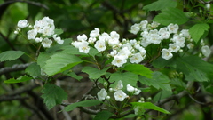 Crataegus macrosperma