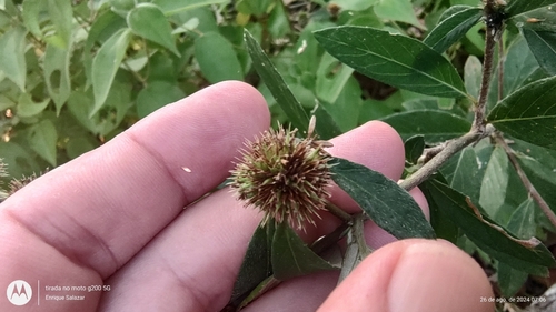 Image of Rolandra fruticosa by (c) Enrique Salazar, some rights reserved (CC BY)