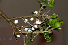 Melicytus orarius