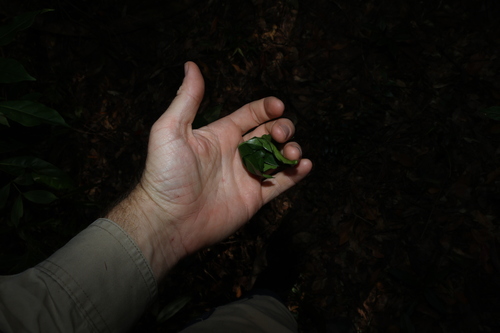 Image of Acronychia wilcoxiana by (c) Greg Tasney, some rights reserved (CC BY-SA)