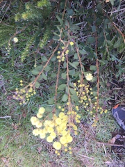 Acacia piligera