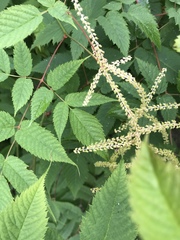 Aruncus