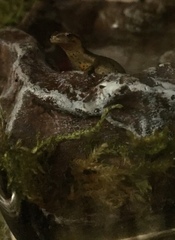 Lissotriton vulgaris