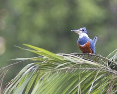 Megaceryle torquata