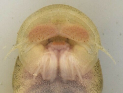 Wimpel-zuigmeerval (Chiloglanis anoterus) — Mochokidae — 5