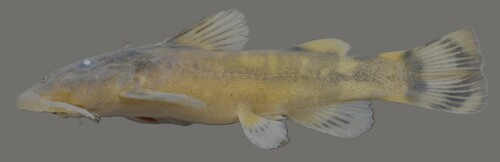 Phongolo catlet (Chiloglanis emarginatus) — Mochokidae — 2