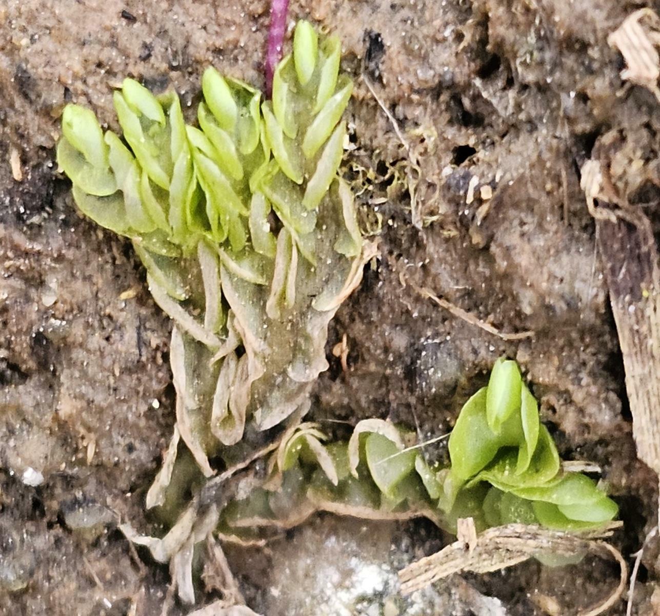 Fossombronia swaziensis