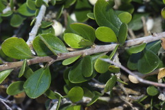 Melicytus orarius
