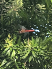 Crocothemis servilia