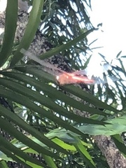 Crocothemis servilia
