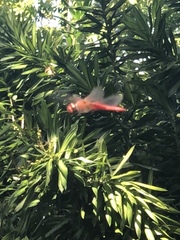 Crocothemis servilia