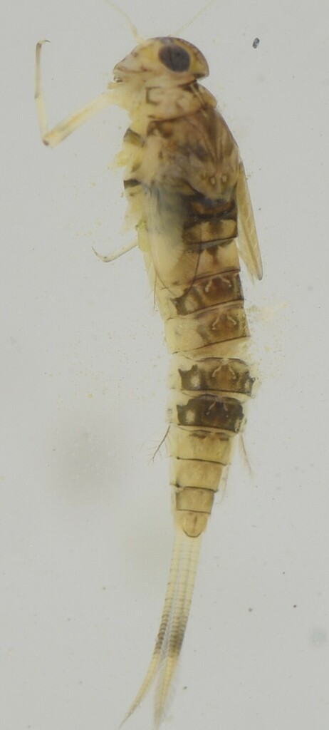 Long-clawed Sand Creepers