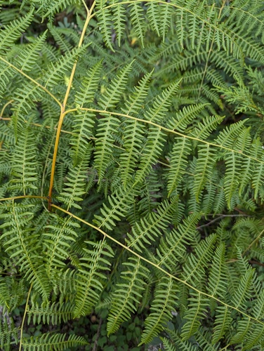 Pteridium aquilinum