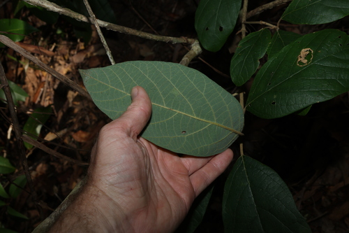 Image of White Beech (Gmelina leichhardtii) by (c) Greg Tasney, some rights reserved (CC BY-SA)