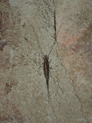 Machiloides banksi