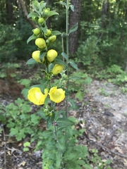 Aureolaria grandiflora