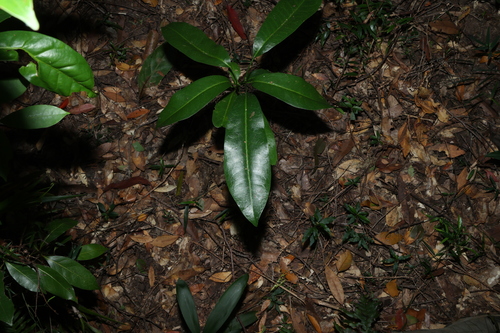 Image of Silver Aspen (Acronychia wilcoxiana) by (c) Greg Tasney, some rights reserved (CC BY-SA)
