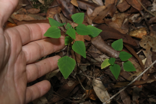 Image of Homalanthus stillingiifolius by (c) Greg Tasney, some rights reserved (CC BY-SA)
