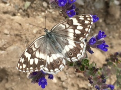Melanargia larissa