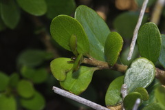 Melicytus orarius