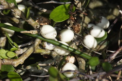 Melicytus orarius
